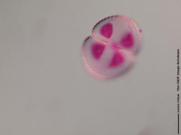 S029a 100x.JPG